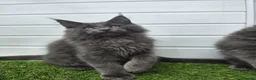 Maine Coon cats for sale: Beautiful gccf pet registered maine coon babies  - Advert 6