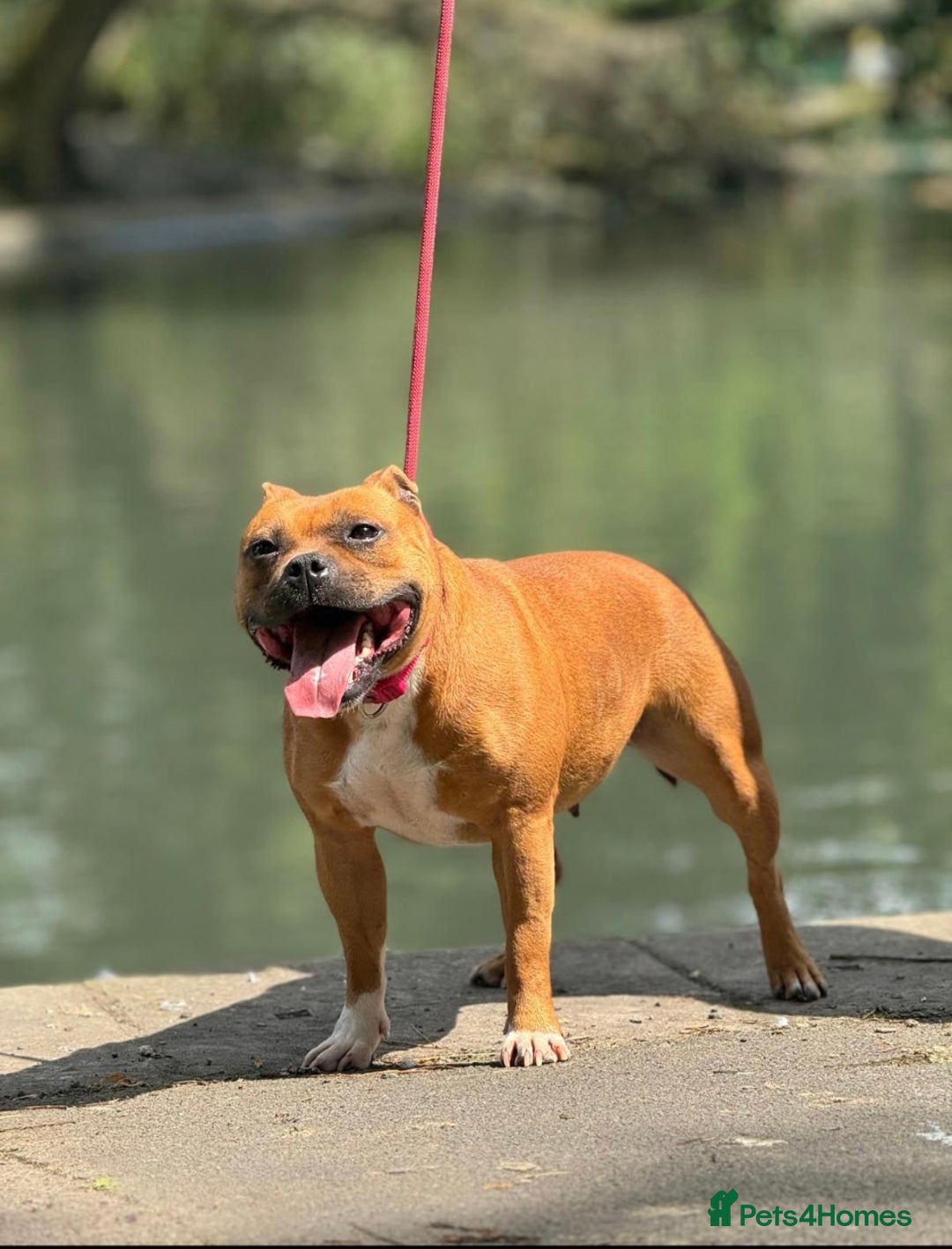 Staffordshire Bull Terrier dogs for sale: !READY NOW! KC Reg Quality Red Staffy Puppies  - Image 37