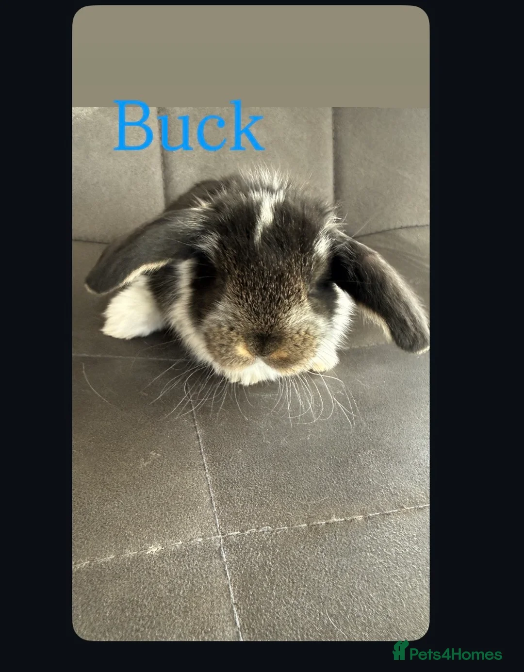 French Lop rabbits for sale: Stunning pure bred French lop babies  - Advert 12