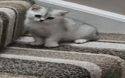British Shorthair cats for sale: 4 British Short-hair kittens ready for new home💓 - Image 13