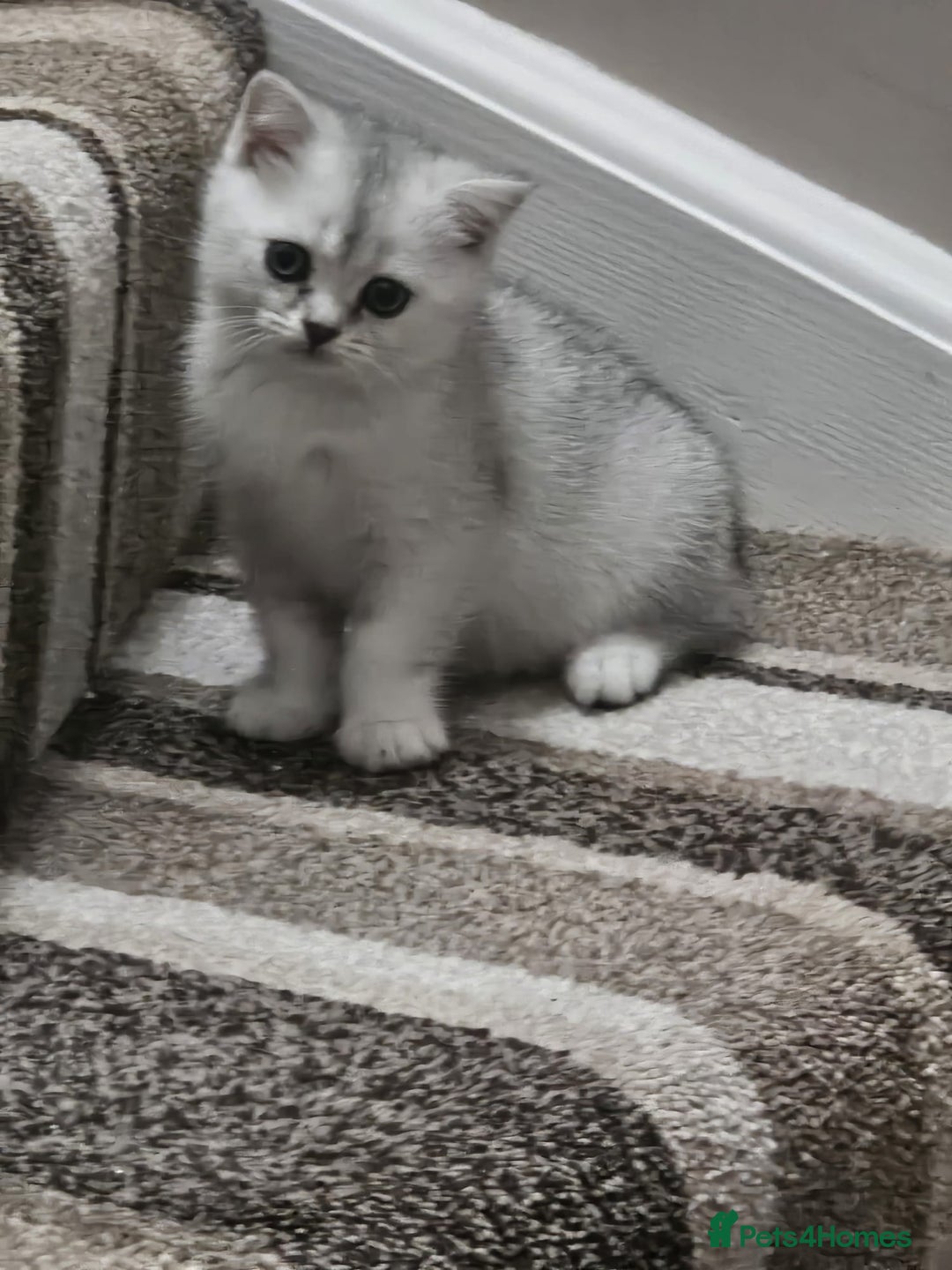 British Shorthair cats for sale: 4 British Short-hair kittens ready for new home💓 - Image 13