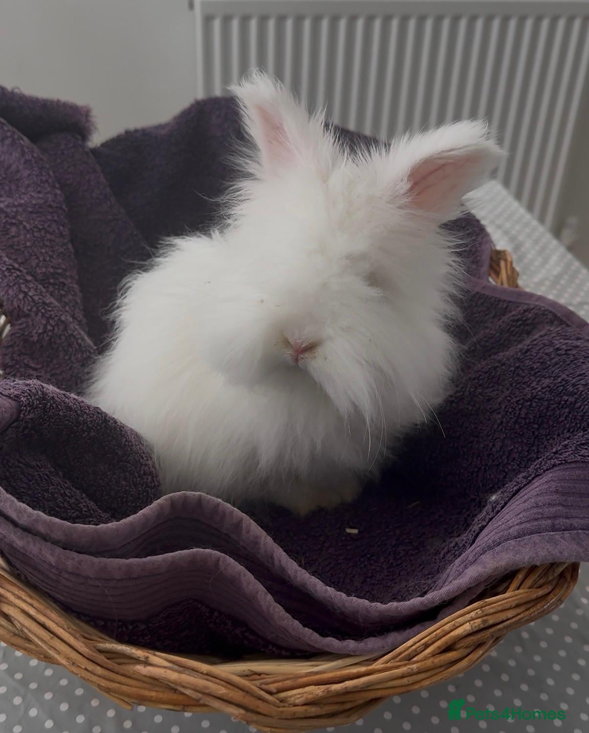 Mixed Breed rabbits Pure-bred English Angora - Advert 1