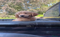 Golden Retriever dogs for sale: Golden Retriever Puppies - Image 7