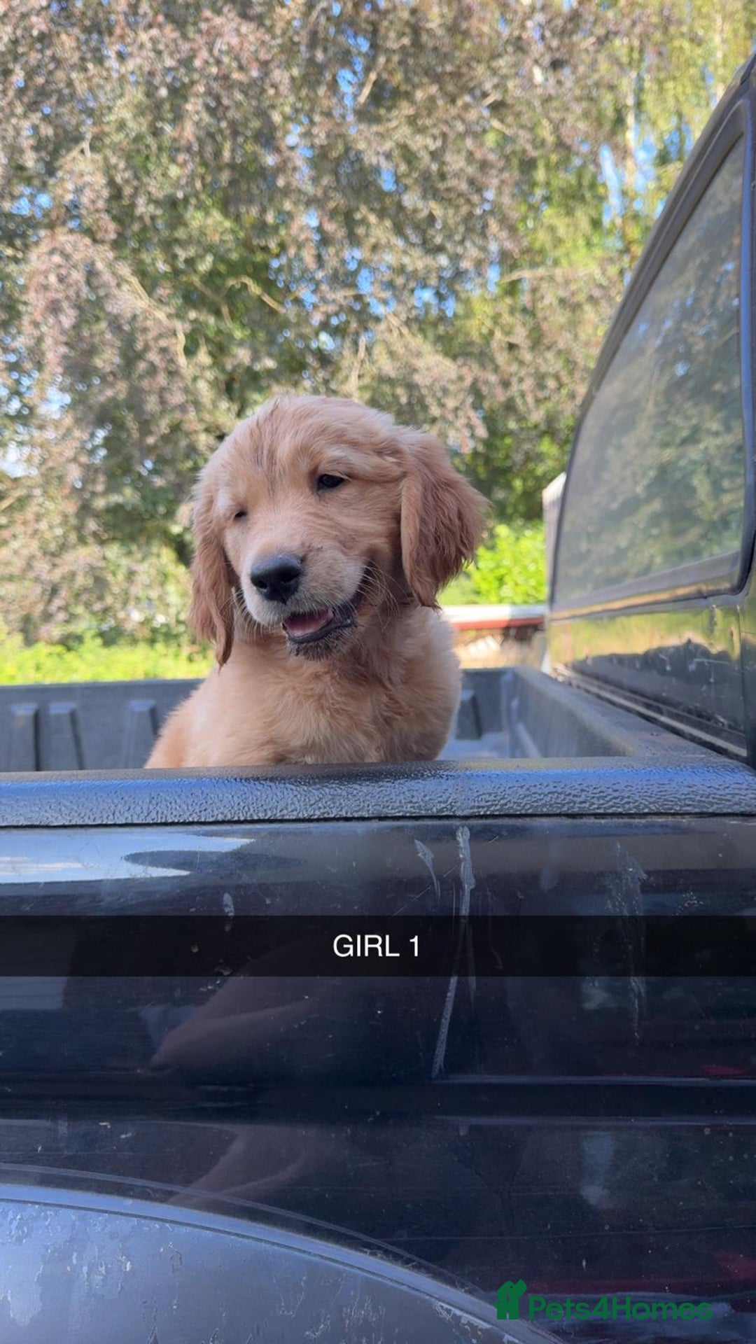Golden Retriever dogs for sale: Golden Retriever Puppies - Image 7
