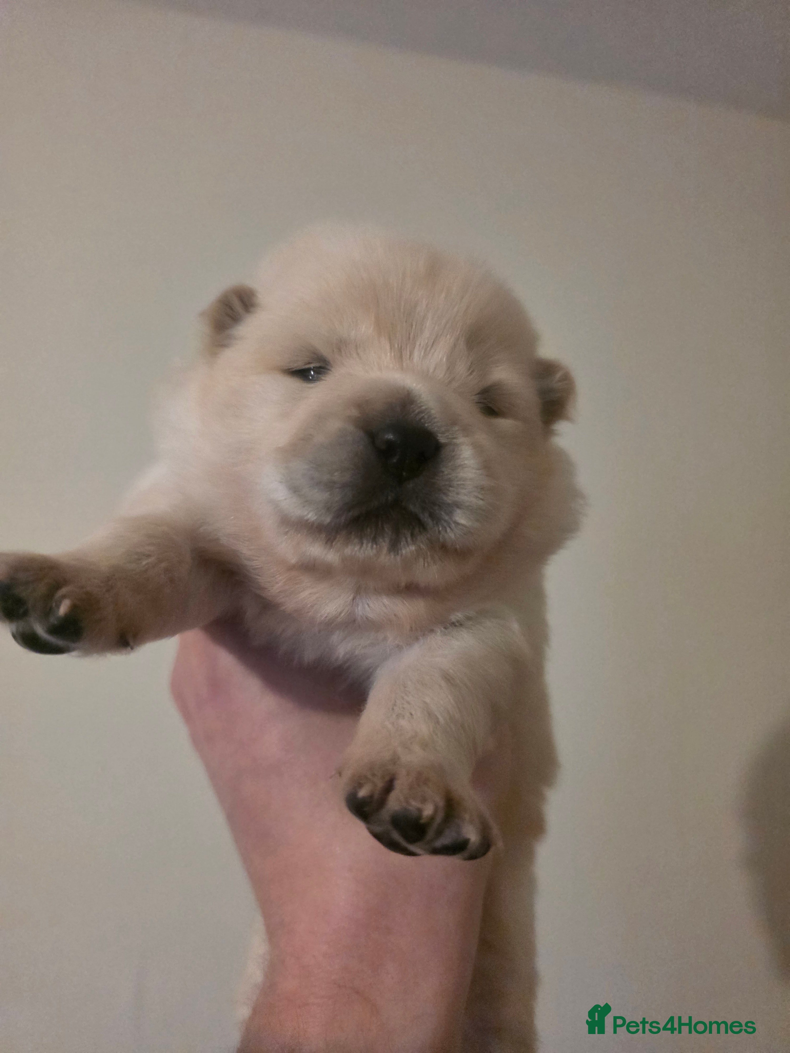 Chow Chow dogs Outstanding Chows- Home Raised, Beautiful Markings - Advert 3