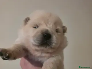 Chow Chow dogs Outstanding Chows- Home Raised, Beautiful Markings - Advert 8