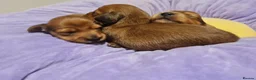 Miniature Dachshund dogs for sale: Pra clear-Beautiful miniature LG Dachshund pupps - Advert 26
