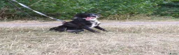 Mixed Breed dogs for adoption: Meet Dragon, currently residing in Nottingham  in Nottingham - Advert 9