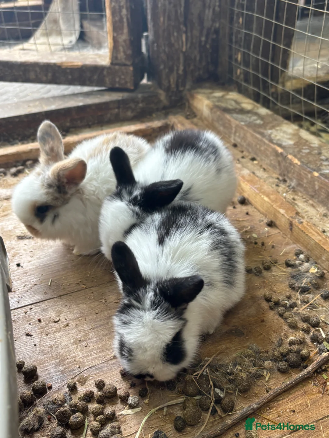 English Lop rabbits for sale: Lop eared rabbits for sale ready 16th june!  - Advert 2