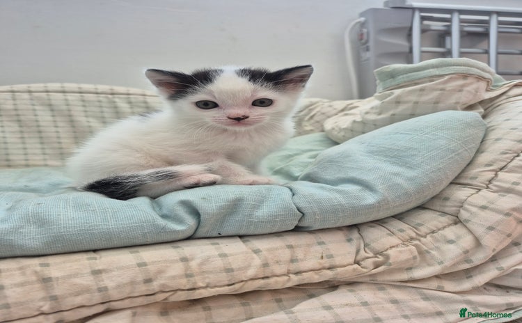 Domestic Shorthair cats - Advert 2