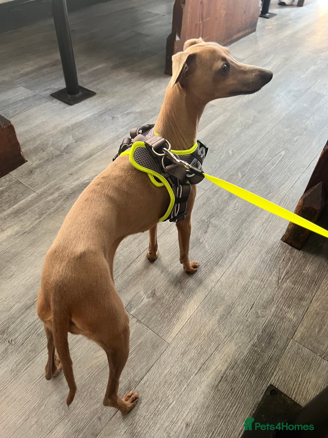 Italian Greyhound dogs for sale: Solid blue kc registered girls  - Advert 4