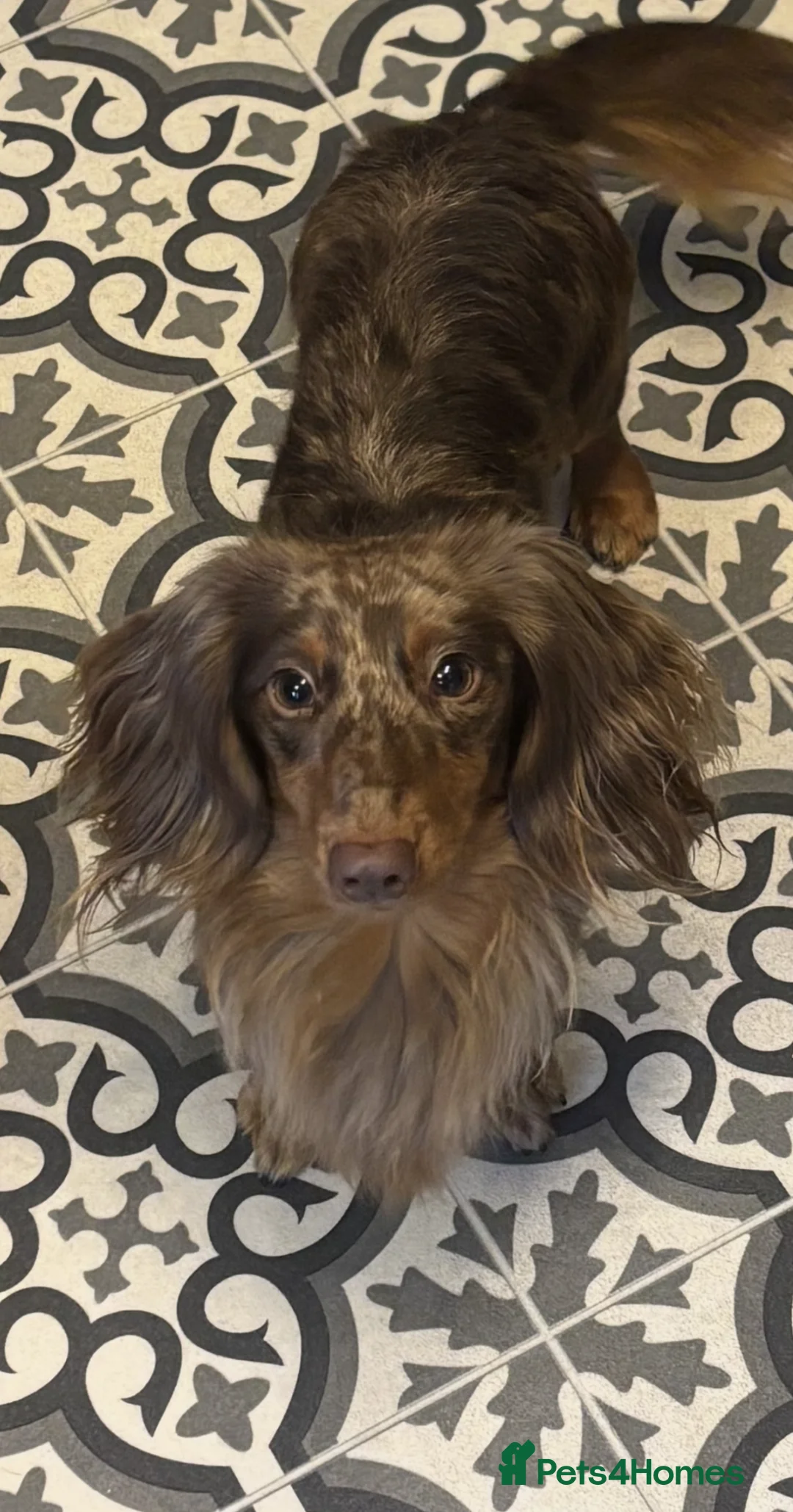 Miniature Dachshund dogs for stud: Chocolate & Tan Dapple Long Haired Mini Dachshund - Advert 5