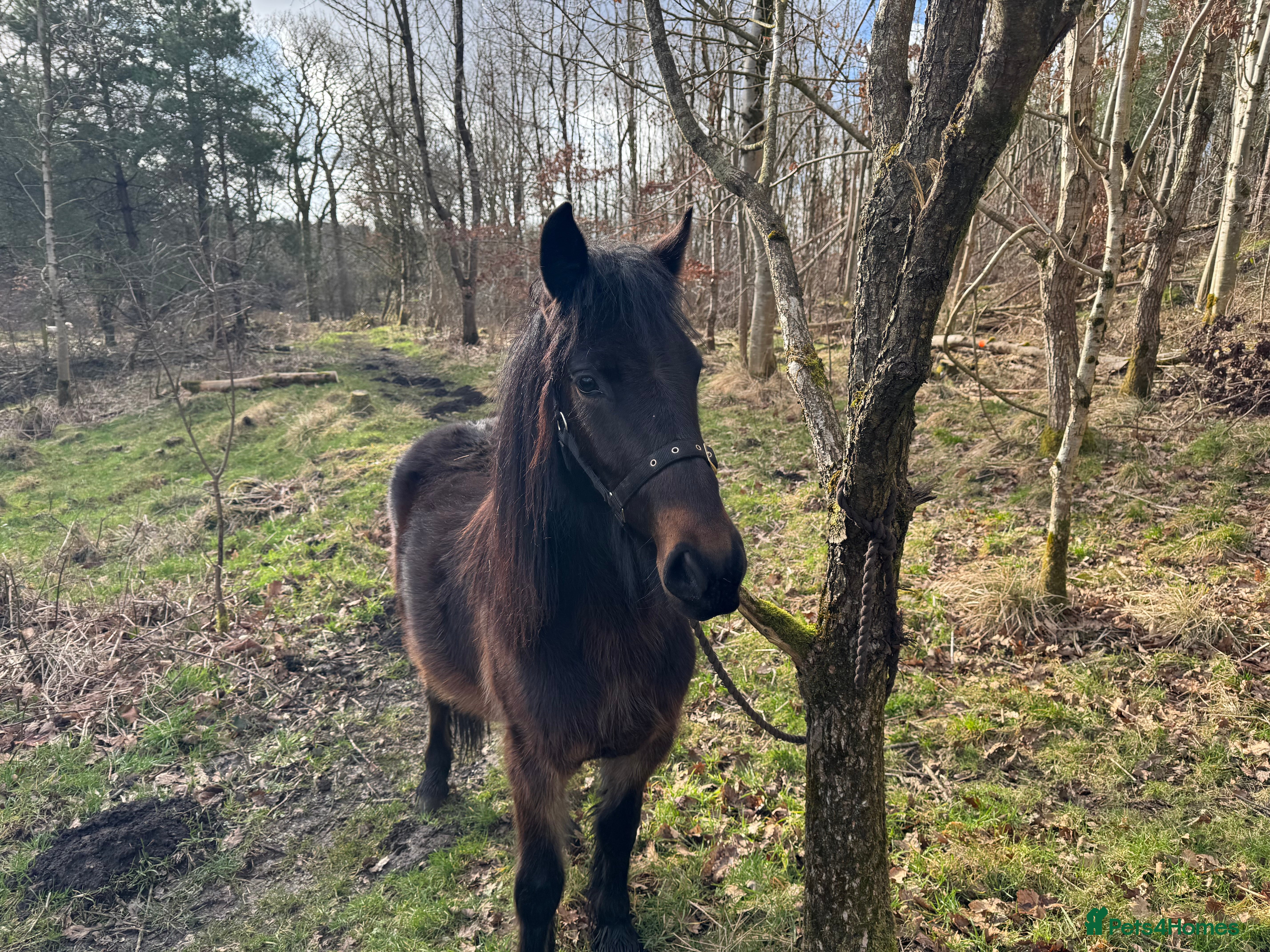Irish Thoroughbred horses Dartmoor Pony - Advert 3