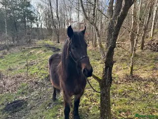 Irish Thoroughbred horses Dartmoor Pony - Advert 3
