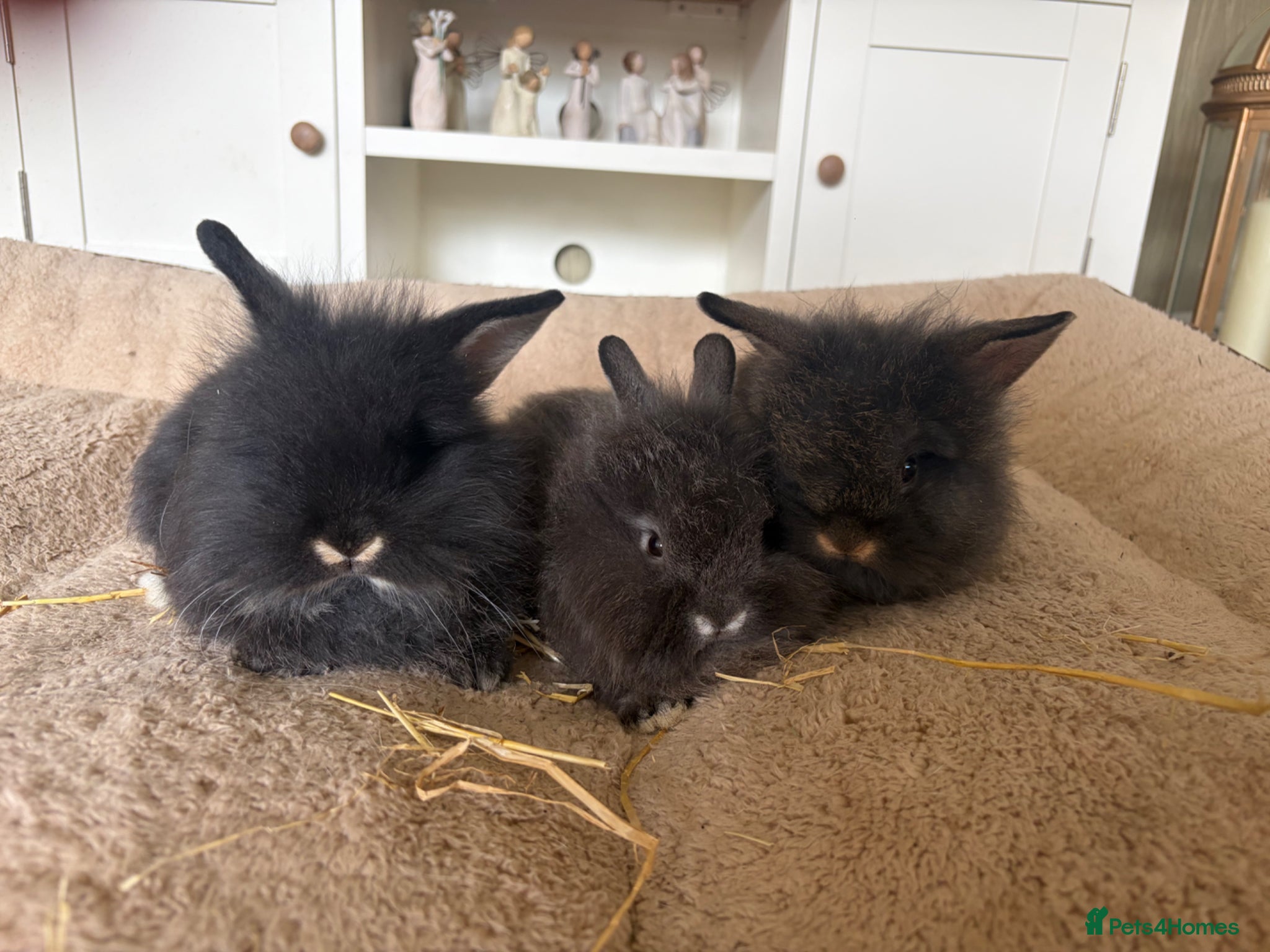 Mixed Breed rabbits Baby lionhead x harlequin lop bunny - Advert 10