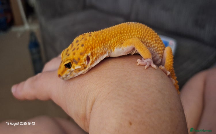 Leopard Gecko reptiles - Advert 10