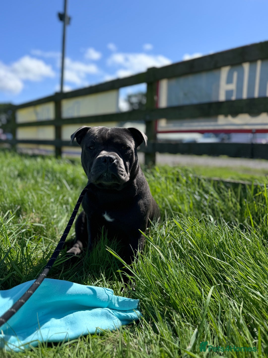 Staffordshire Bull Terrier dogs for sale: Quality black stafford males in Carlisle - Image 14