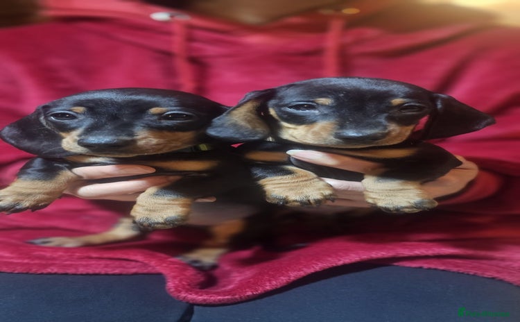 Miniature Dachshund dogs - Advert 2