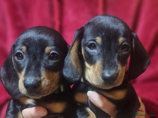 Miniature Dachshund dogs - Advert 15
