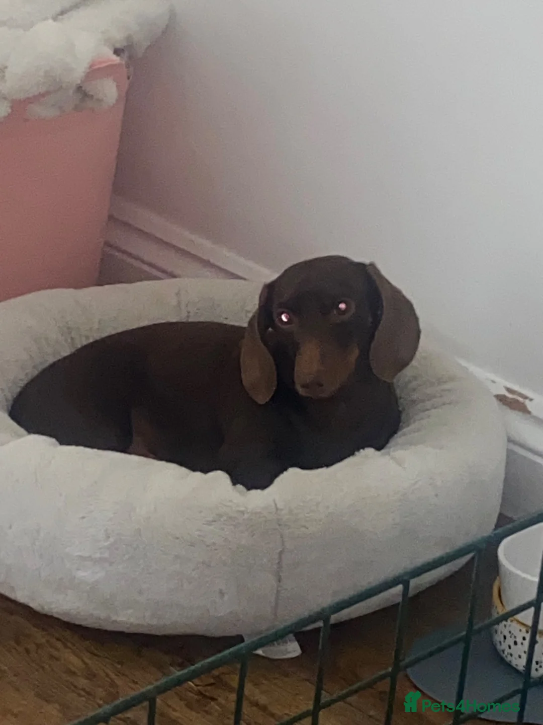 Dachshund dogs for sale: 5 chocolate and tan and 1 Isabelle and tan  in Cardiff - Advert 2