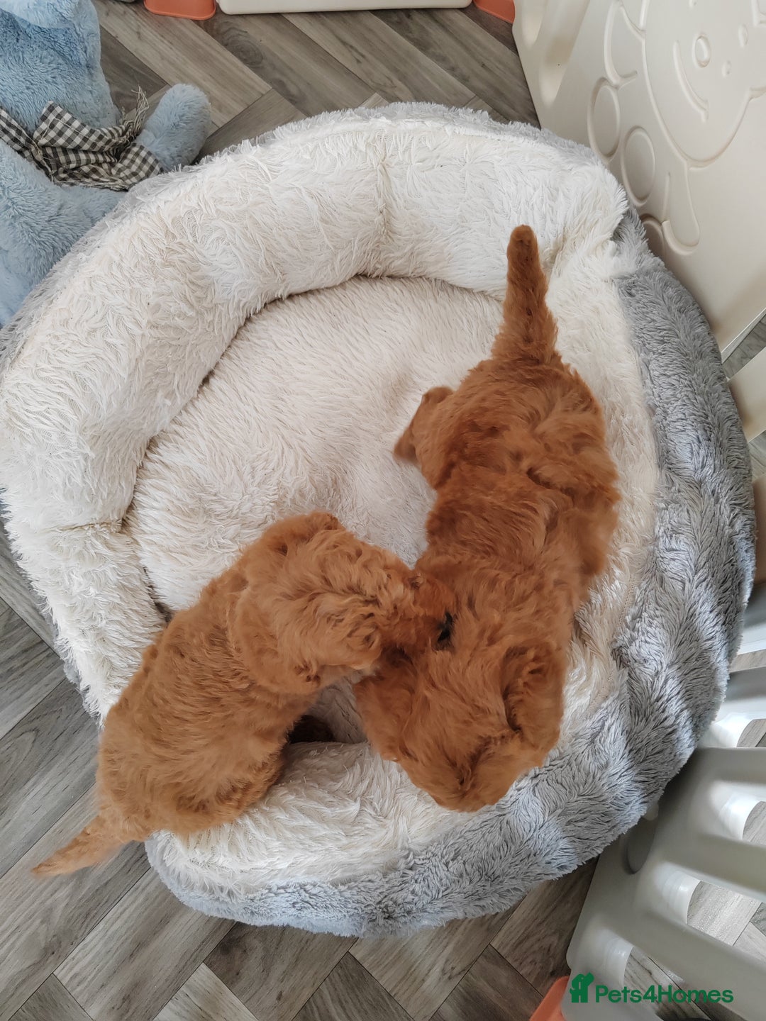 Cavapoo dogs for sale: TOY CAVAPOO DNA TESTED PARENTS AND GRANDPARENTS  - Image 33