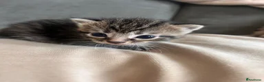 Tabby male 