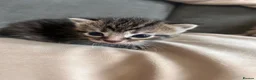 Mixed Breed cats for sale: Kittens mixed colours  - Advert 17