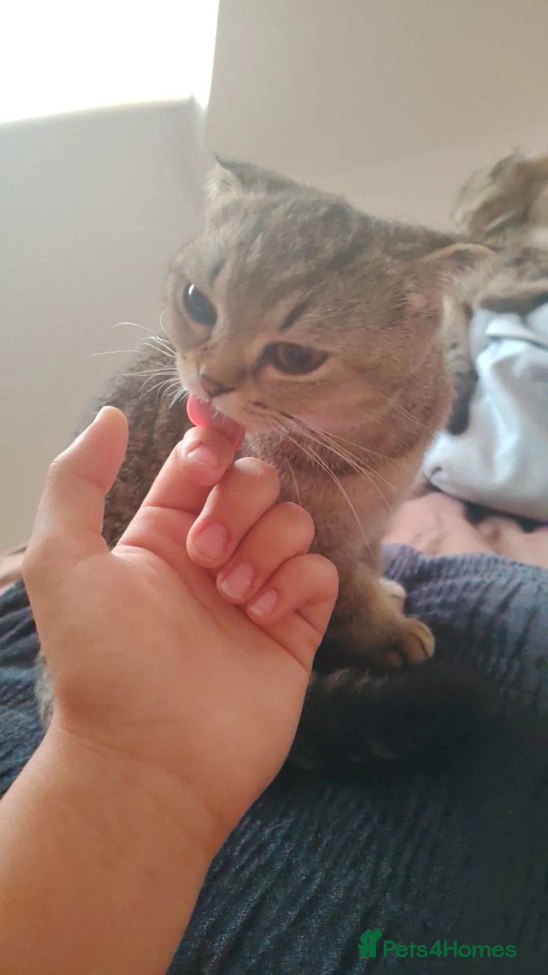 British Shorthair cats for sale: British shorthair/Scottish fold kittens  - Advert 1