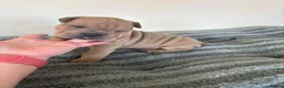 Mixed Breed dogs for sale: Bull pei puppys - Advert 10