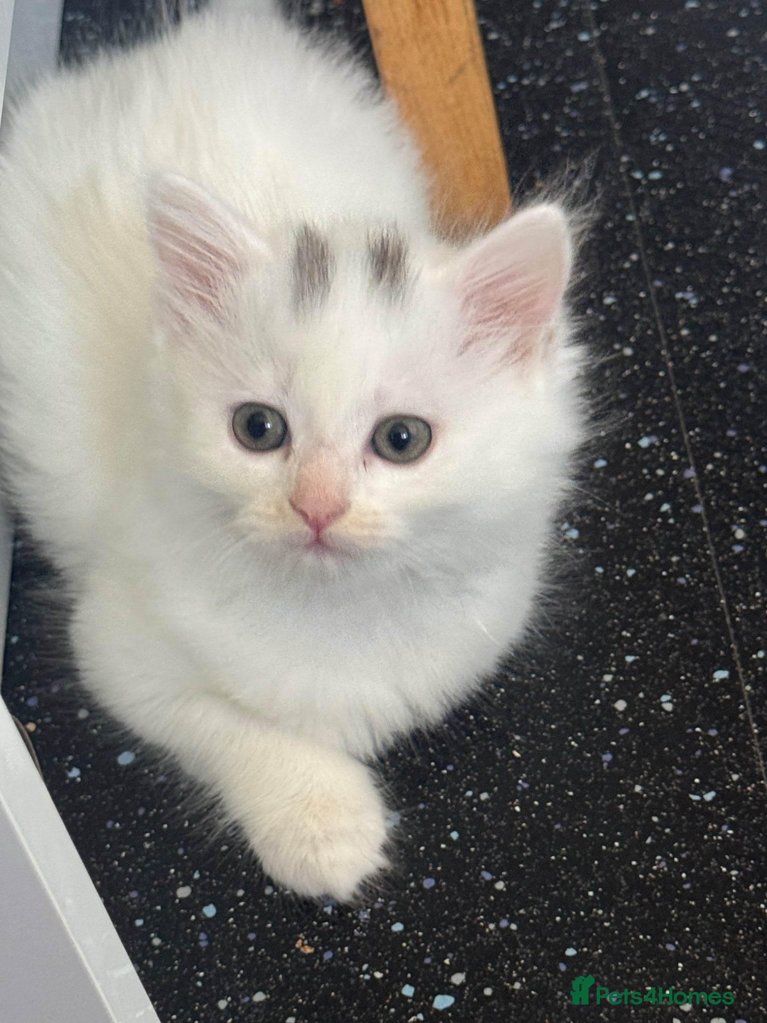 British Longhair cats Gorgeous Pure White Kitten Ready to Leave - Advert 3