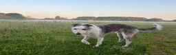Lurcher dogs for sale: New home needed for Ruba - Advert 2