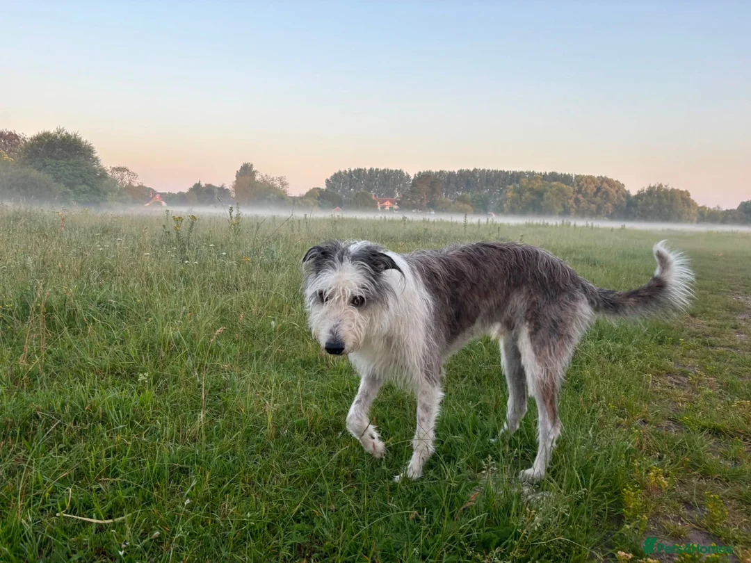 Lurcher dogs for sale: New home needed for Ruba - Advert 2