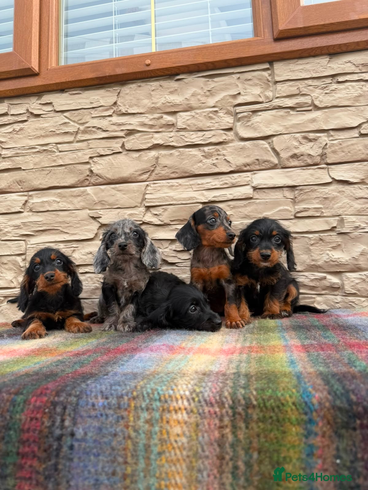 Doxiepoo dogs Beautiful doxiepoos (council licensed breeder) - Advert 1