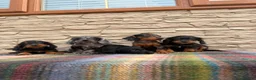 Doxiepoo dogs for sale: Beautiful doxiepoos (council licensed breeder) - Advert 1