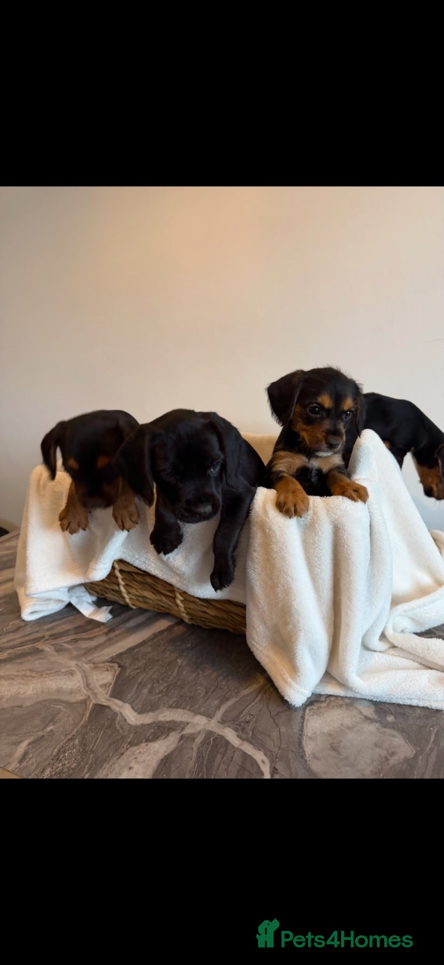 Mixed Breed dogs Gorgeous Jackapoo puppies  - Advert 1