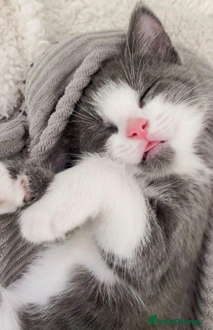 Mixed Breed cats - Advert 9