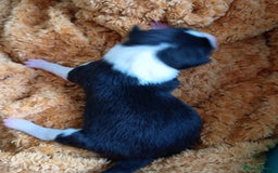 Basenji dogs for sale: Basenji pups  - Advert 8