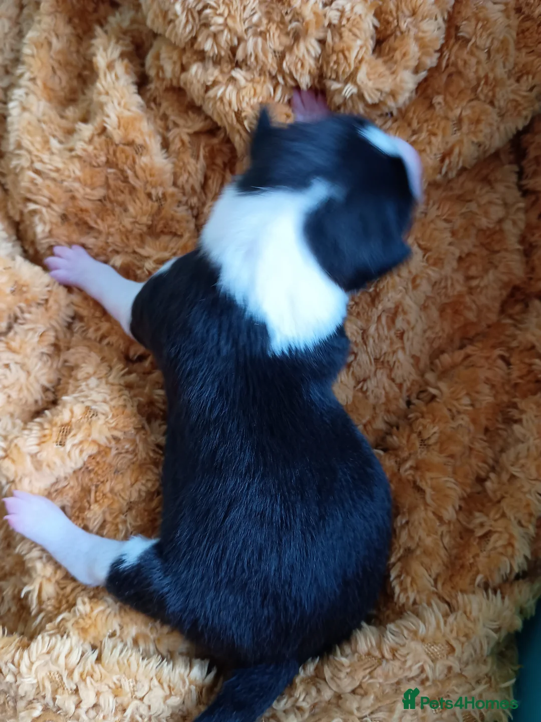 Basenji dogs for sale: Top quality lines pedigree Basenji pups.Ready now. - Advert 28