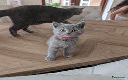 British Shorthair cats for sale: Two remaining British blue shorthair kittens  - Image 3