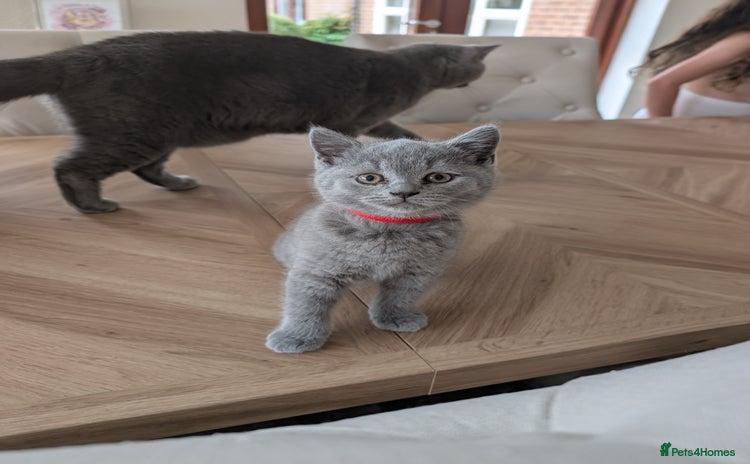 British Shorthair cats - Advert 3