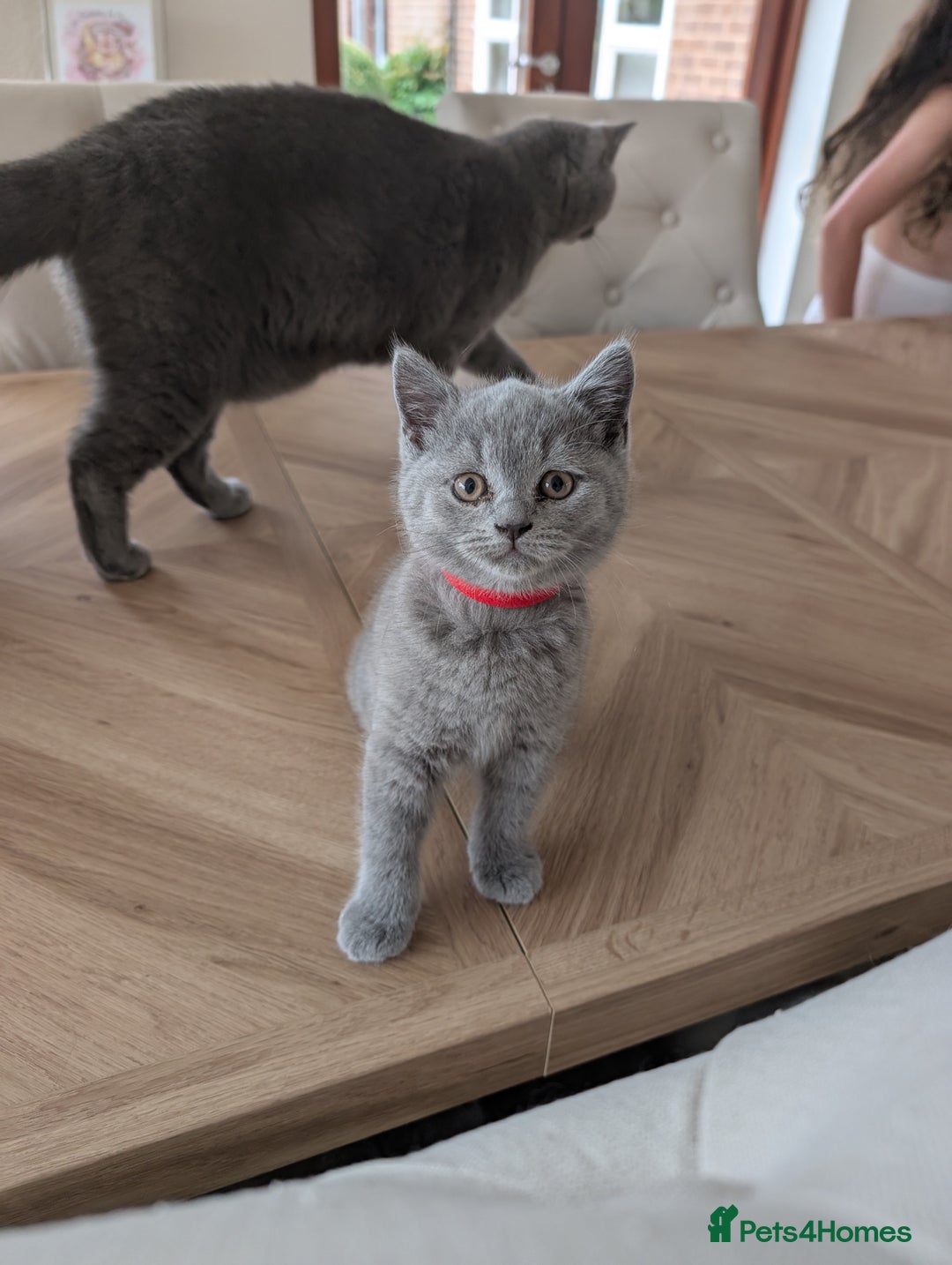 British Shorthair cats for sale: Two remaining British blue shorthair kittens  - Image 3