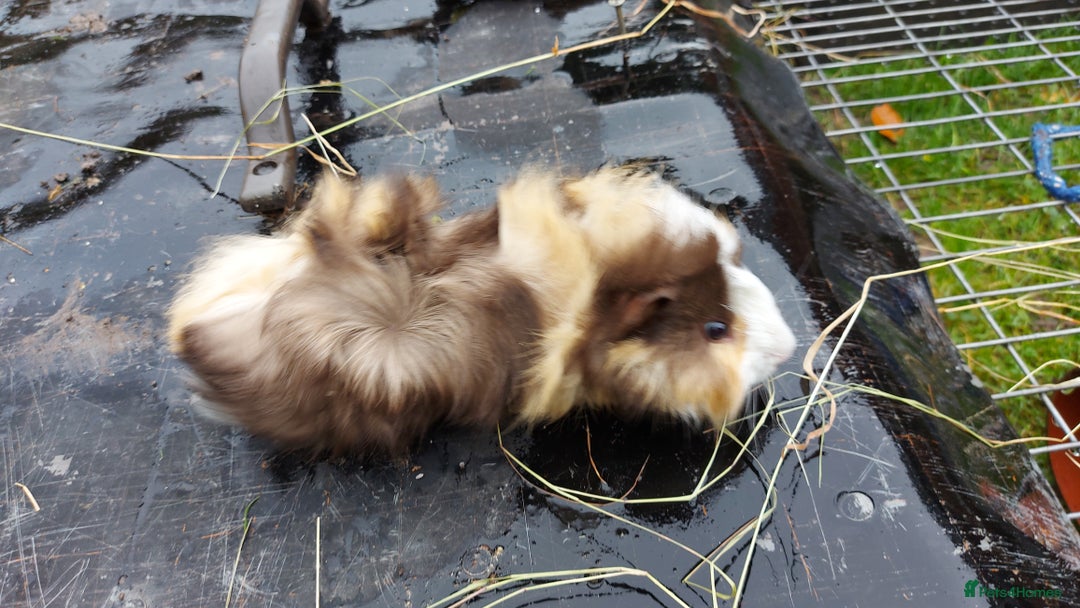Guinea Pig rodents for sale: Beautiful Baby Guinea Pigs - Image 3