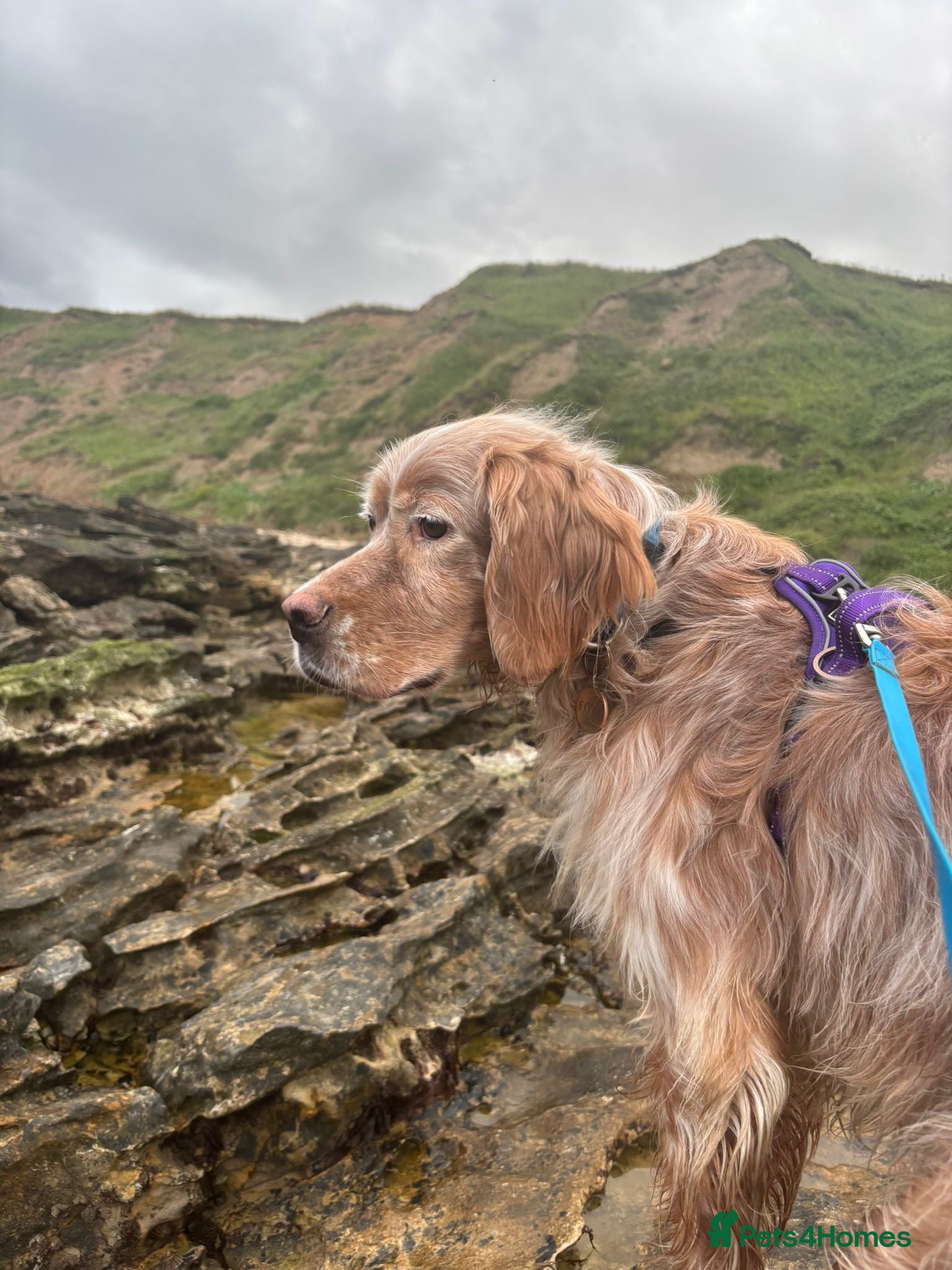 English Setter dogs Harley - Advert 2