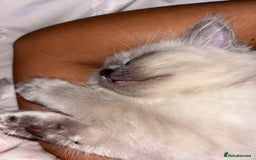 Ragdoll cats for sale: READY TO LEAVE Purebred ragdolls - Image 38