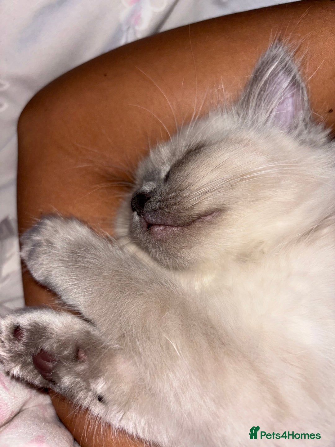 Ragdoll cats for sale: READY TO LEAVE Purebred ragdolls - Image 38