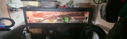 Bearded Dragon reptiles for sale: Red monster bearded dragon plus home  in Withernsea - Advert 3