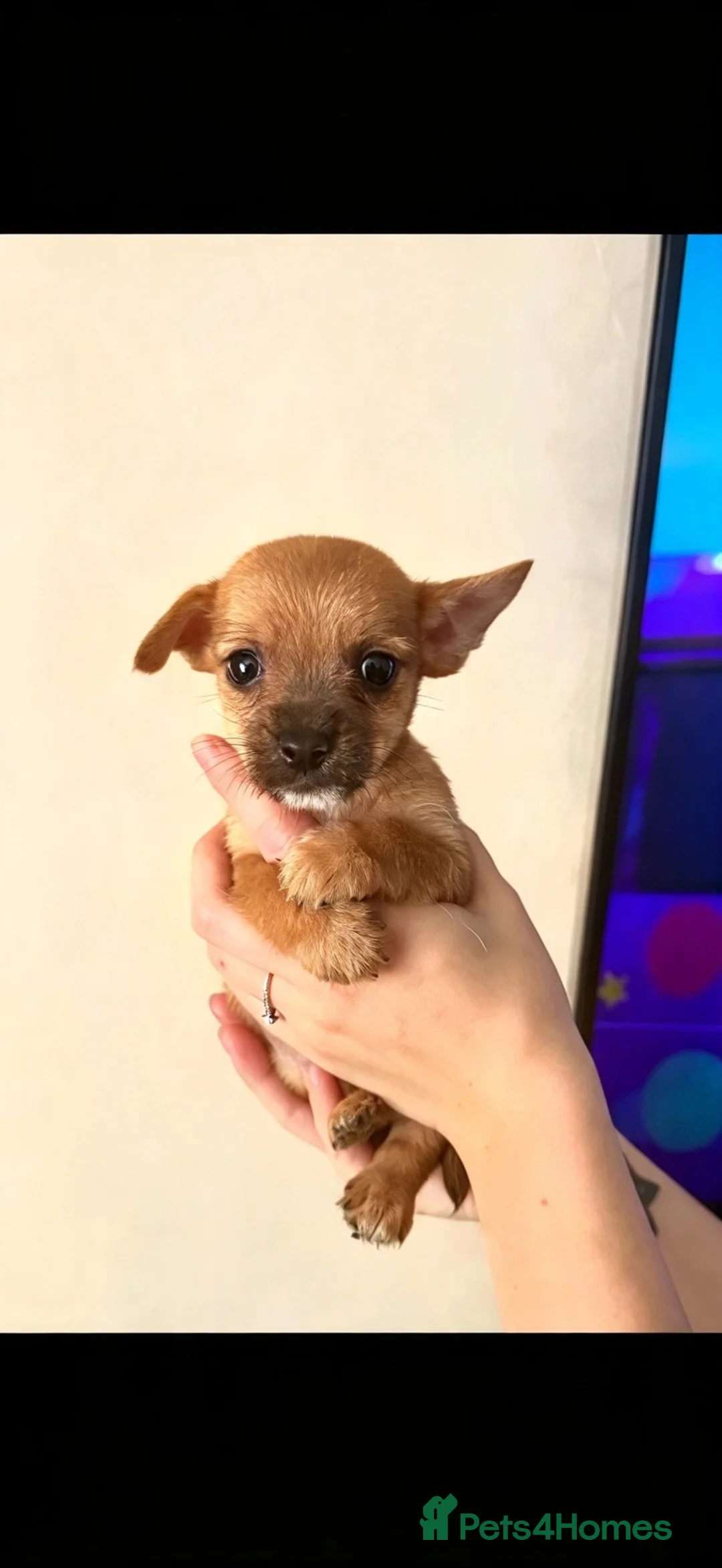 Mixed Breed dogs for sale: YorkiePoms - Advert 6