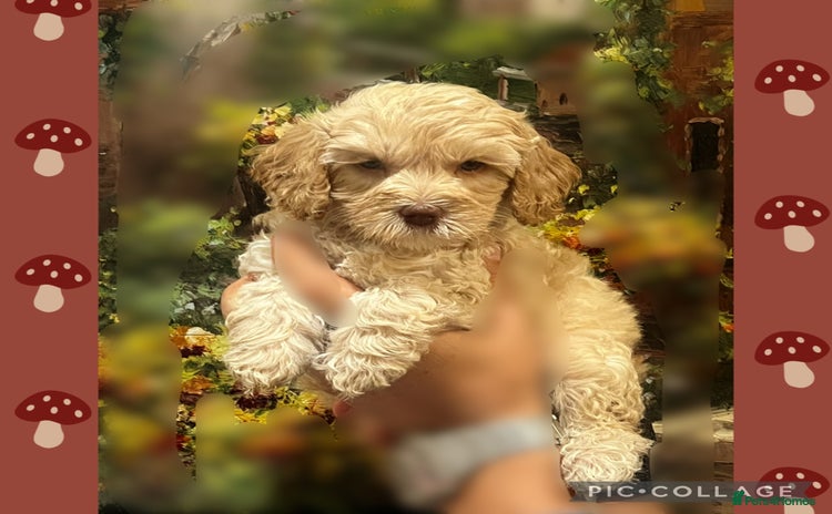 Australian Labradoodle dogs - Advert 3