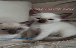 Siamese cats for sale: 2x Beautiful Pedigree Siamese Female Kittens - Image 2