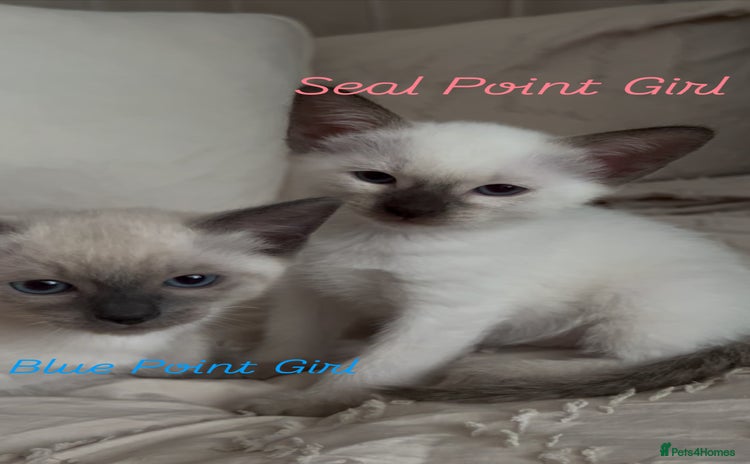 Siamese cats - Advert 4